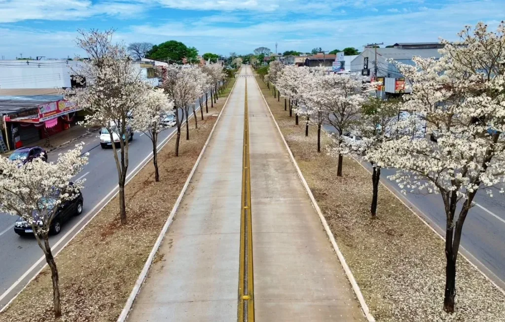 Ipês-brancos florescem e transformam paisagem de Goiânia durante a seca