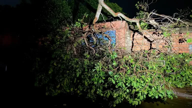 Tempestade causa estragos em Jataí; queda de árvores e fios de alta tensão, e mais de 38 mm de chuva
