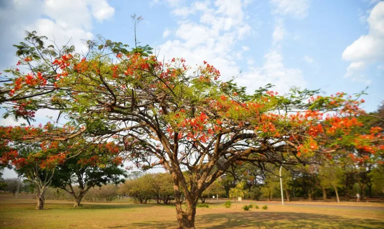 Primavera chega a Goiás com chuvas irregulares e espaçadas, impactadas pelo El Niño