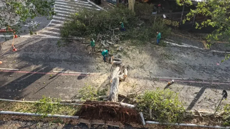 Chuvas provocam queda de árvore condenada pela Amma cuja retirada foi impedida pelo MPGO